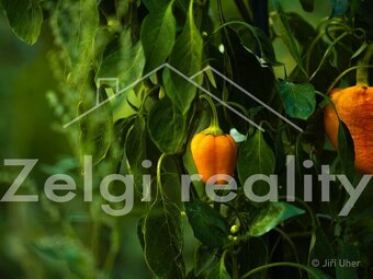 prodej prostorného 8+2 rodinného domu s užitnou plochou 442  - 20