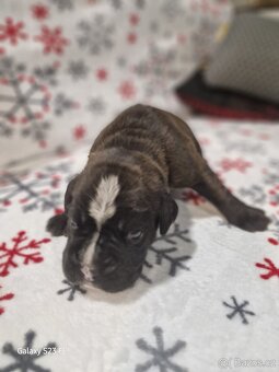 Německý boxer Žíhaný - 20