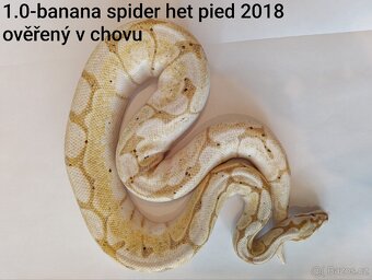 Krajta královská - 20