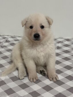 Bílý švýcarský ovčák s PP - 20