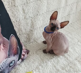 Kanadský sphynx - 20