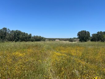 Prodám pozemek 9000m2 7km od moře na jihu Itálie - 20