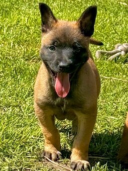 BELGICKÝ OVČÁK MALINOIS - 20