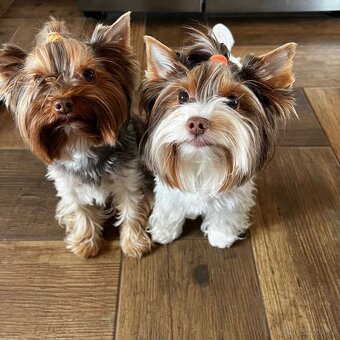 Jorkšírsky teriér s PP Fenky & kluci - 20