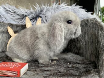 ❤️❤️Krásná Minilop Kralicek veranek miminka - 20