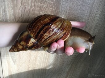 Oblovka síťkovaná (Lissachatina reticulata) 🐌 - 20