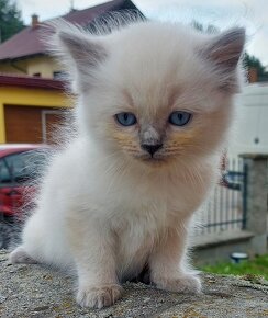 Maciatka ragdoll na odber - 20