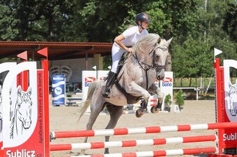 Připouštění Shagya arab Jussuf V-CZ Festival - 20