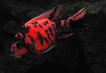 Tlamovci Malawi 16 - 20