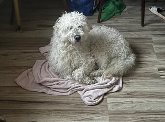 Goldendoodle šteniatka F2 - 20