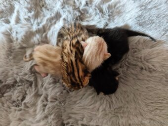 Bengálský Mink kocourek s PP - 20