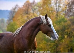 Připouštění Welsh cob - D - 20