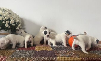 Štěňata Parson Russell Terier s PP - 20