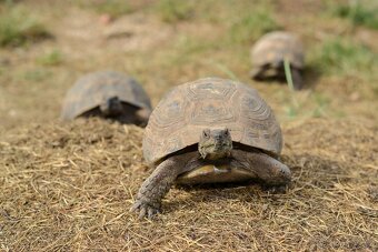 Suchozemské želvy 2023 a 2024 + vybavená terrária - 20