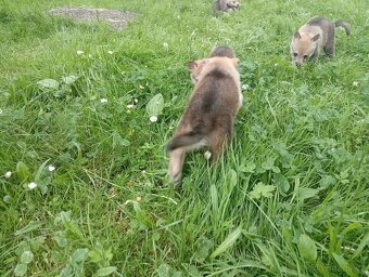 Československý vlčák – štěňata na prodej 🐺 - 20