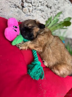 Trpaslíči Pekinézer - 20