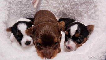 Yorkshire Terrier Biewer,Biro a Black and tan - 20