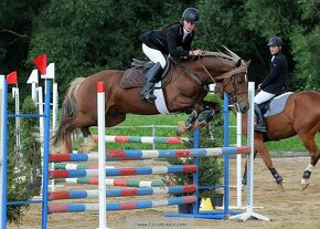 Připouštění Welsh cob - D - 20