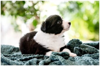 Border Collie, Border Kolia s PP FCI - 20