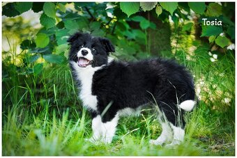 Border Collie, Border Kolia s PP FCI - 20