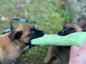 Belgický ovčák - Malinois - 20