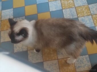 Ragdoll kocourek bez PP - 20