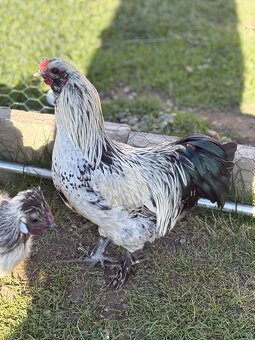 mladí kohouti Hedvábničky a Pavlovky - 20