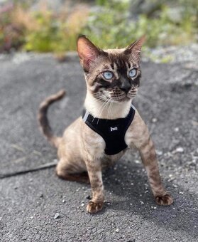 Bengálská kočka,bengálské kotě - 20