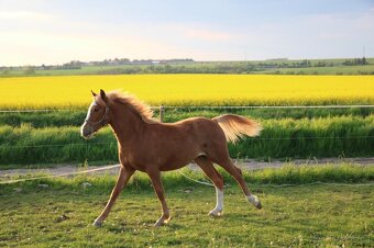 Krásná klisnička WPBR Pony B do sportu - 20