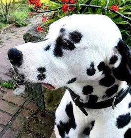Dalmatin štěně s PP - 20