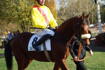 Prodám valacha A1/1 - 20