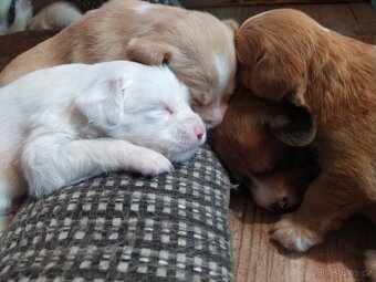 Štěňátka křížence MOMENTÁLNĚ VŠICHNI REZERVOVÁNI - 20