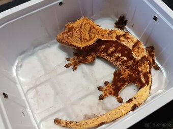 Pagekon řasnatý 1/3 - 20