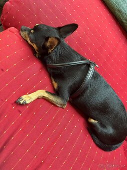 Stěně Pinč X Jack Russell - 20
