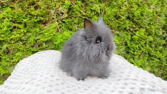 Zakrslý králík, králíček - TEDDY - OLAF, OLIVER, OLINA - 20