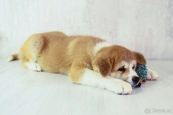 Štěňata Akita Inu - 20