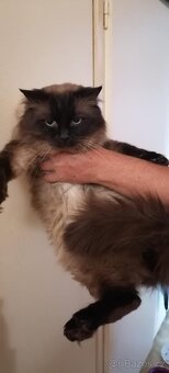 Ragdoll kotatka - 20