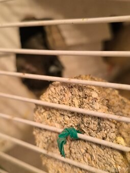 Kanarci,žebříčky,Chůvičky. - 20