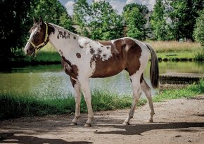 Luxusní PAINT Horse plemeník, DOUBLE HOMOZYGOT - 20