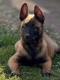 BELGICKÝ OVČÁK MALINOIS - 20