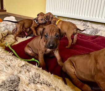 Rhodéský Ridgeback- štěňata s PP, odběr koncem listopadu - 20