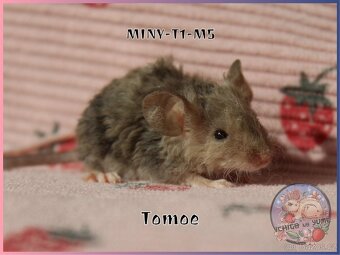 Barevné / fancy myšky - 20