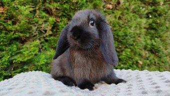 Zakrslý beránek, králíček, králík - PEGAS - 20