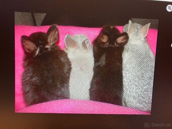 MORČATA, ZAKRSLÍ KRÁLÍCI - 20