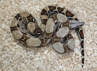 Boa imperator- Sharp Sunglow 66% het Sterling,Hypo Sterling - 20