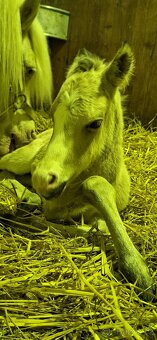 Letošní hřebeček - 20