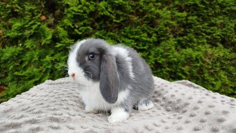 Zakrslý beránek, králíček, králík - HENRY - 20