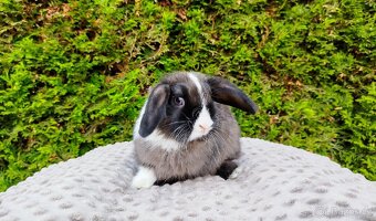 Zakrslý beránek, králíček, králík - TEA - 20