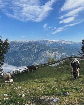 Dovolenka ze psem (alebo bez) v Slovinsku (Bohinj-Bled) - 20