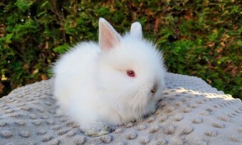 Zakrslý králík, králíček - (TEDDY) - HERBERT A HEIDY - 20